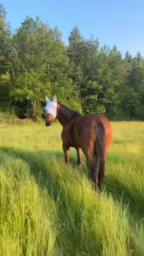 Allround hästar till salu: Framtida ridhäst med positiv inställning  i Fågelmara - Video 5