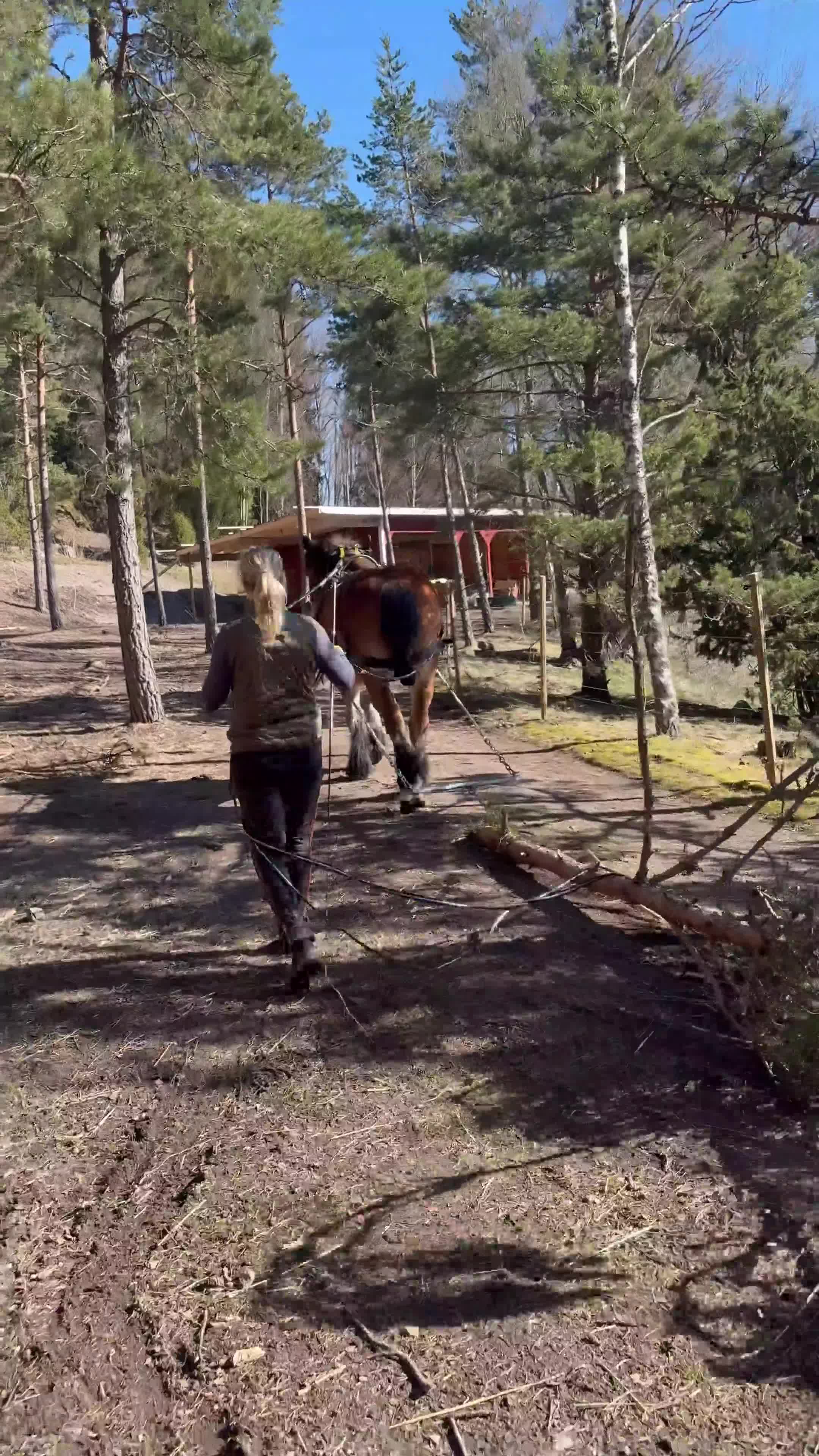 Körning hästar till salu: Ardenner - 7år - Valack - Video 1