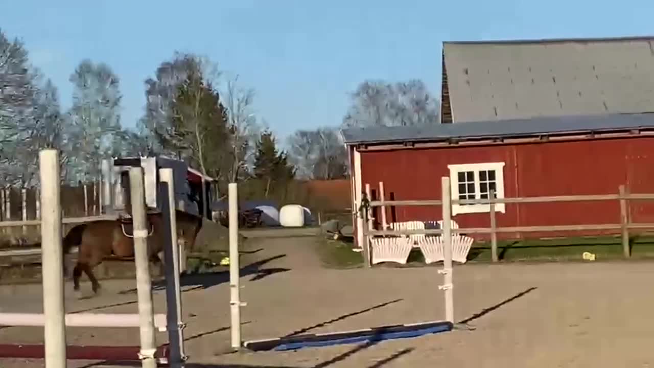 Dressyr hästar till salu: Lyxig hobbyhäst - Video 2