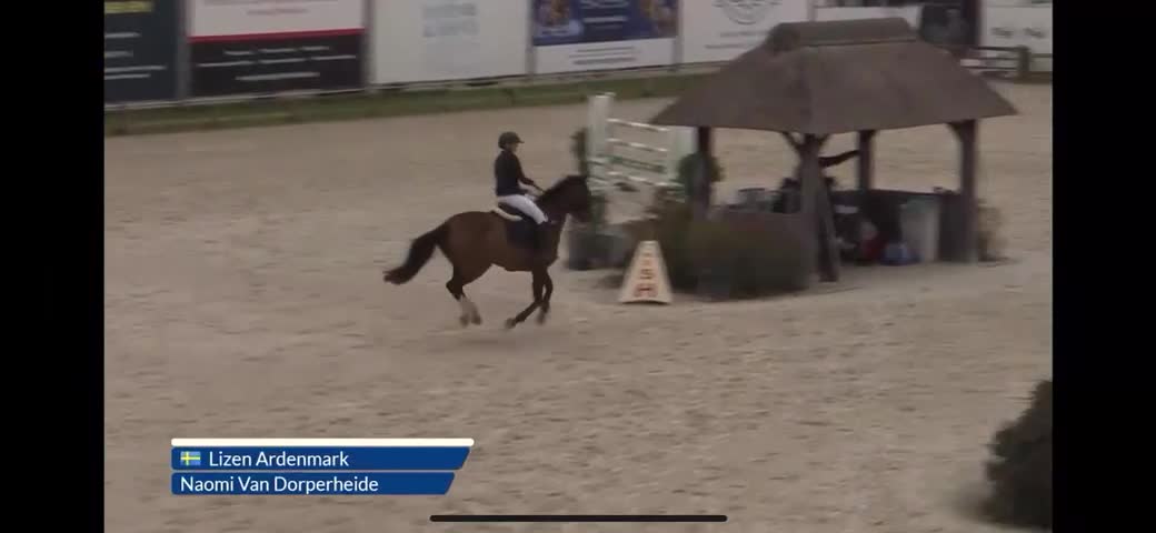 Hoppning hästar till salu: Super läromästare  - Video 2