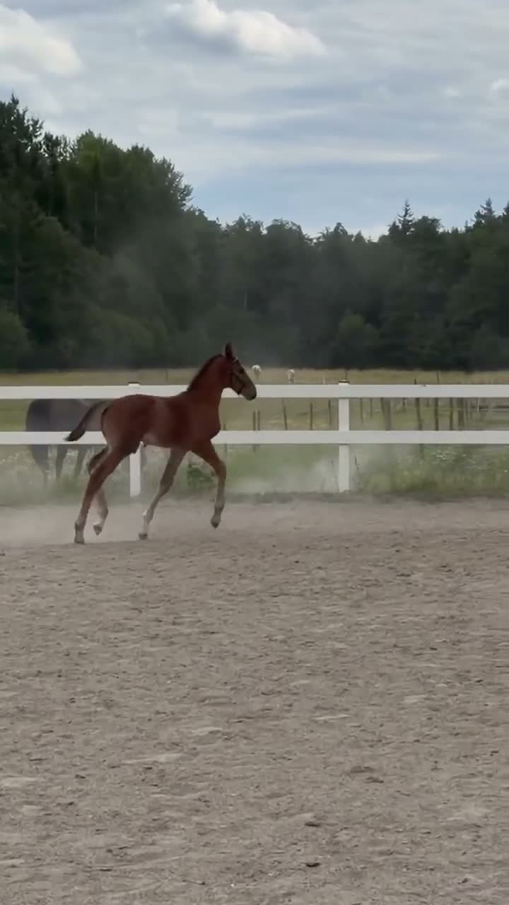 Hoppning hästar till salu: Fantastiskt hingst föl e Excelsior Optimus - Video 1