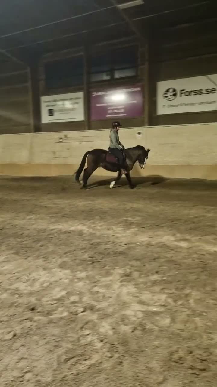 Allround hästar till salu: Ljuvligt sto för allround ❤️ - Video 4
