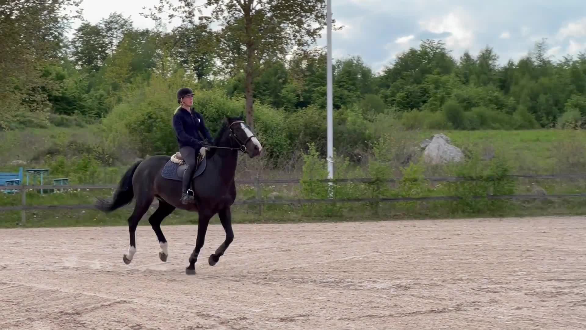 Hoppning hästar till salu: Högkvalitativ valack  i Tyringe - Video 1