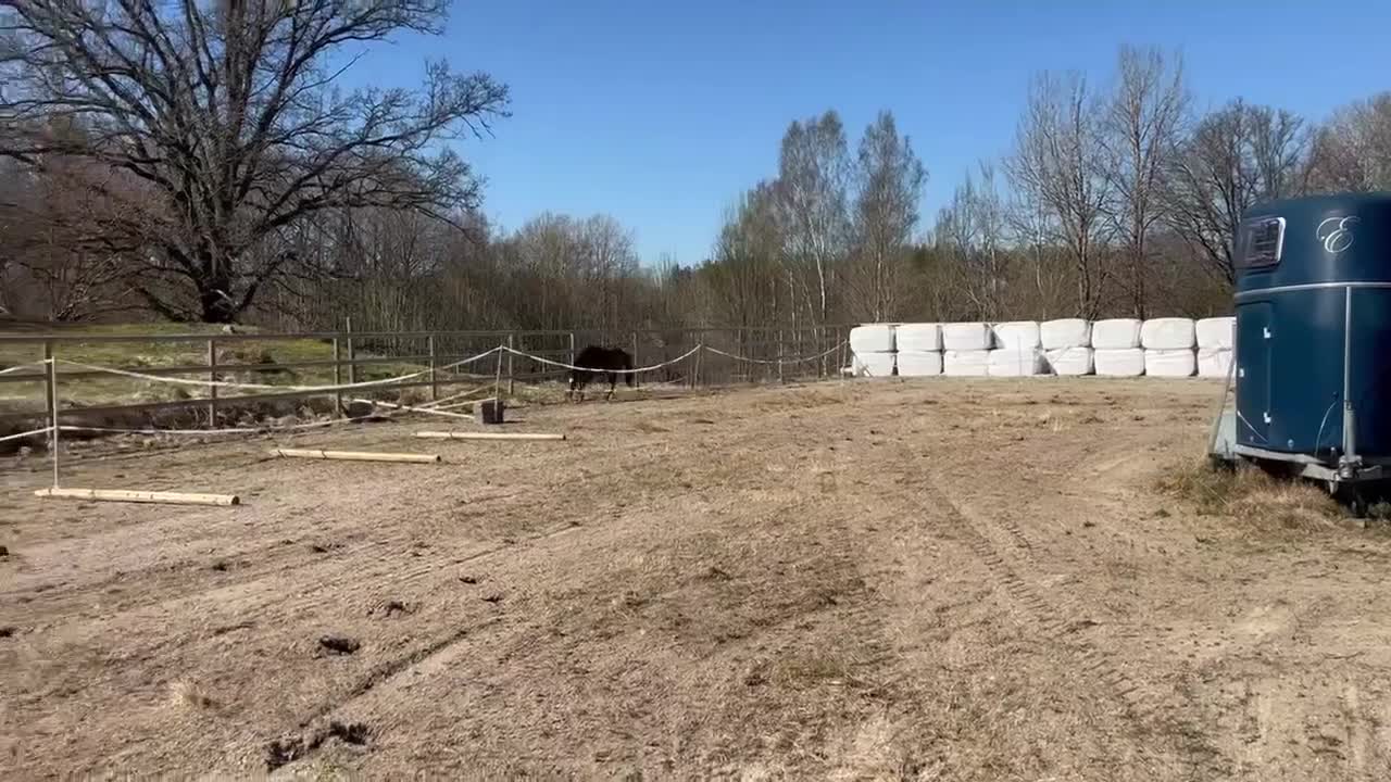 Allround hästar till salu: Fin svensk Ridponny - Video 2