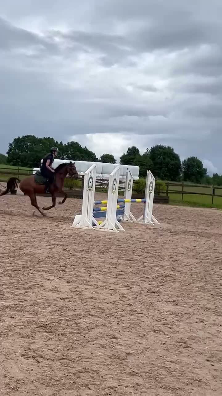 Dressyr hästar till salu: Lunaria- en bästa kompis med potential🌟 - Video 1