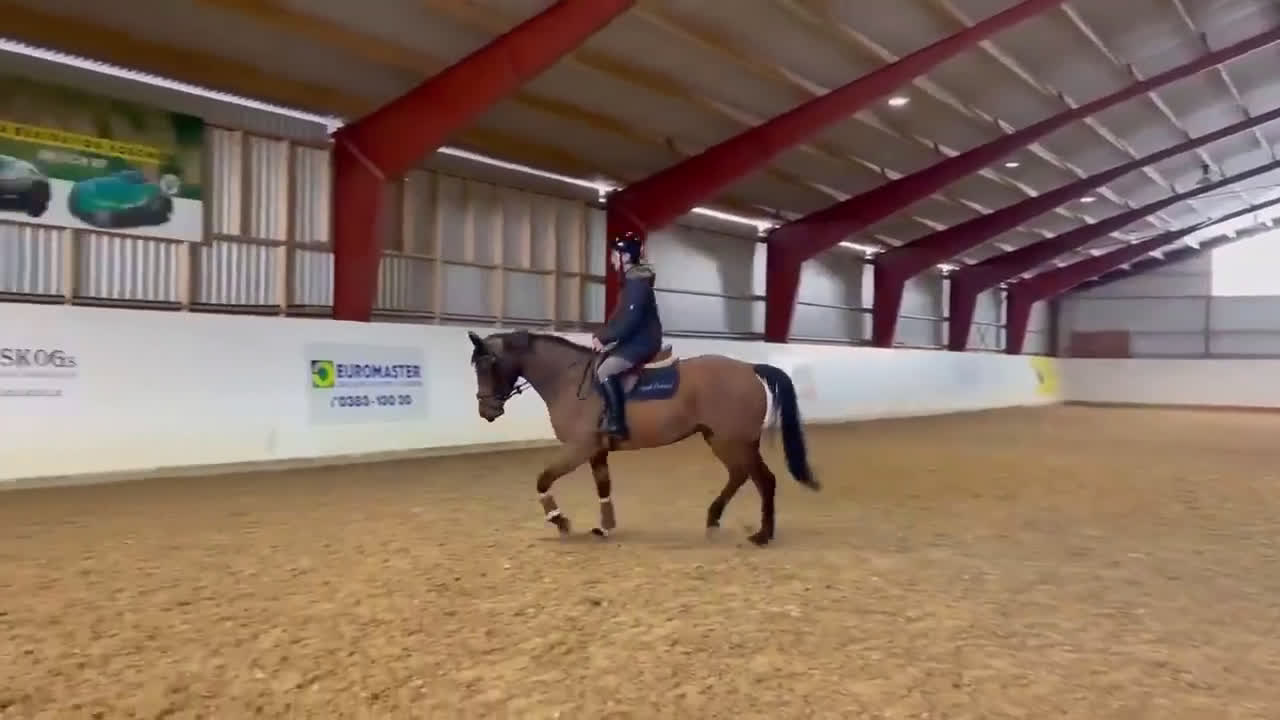 Allround hästar till salu: Projekthäst som tidigare tävlat  - Video 1