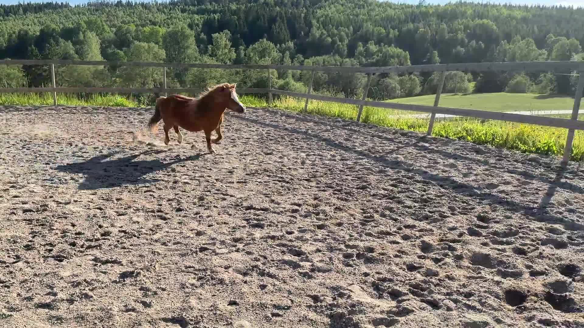 Övrigt hästar till salu: Vackert AMHA sto - Video 2