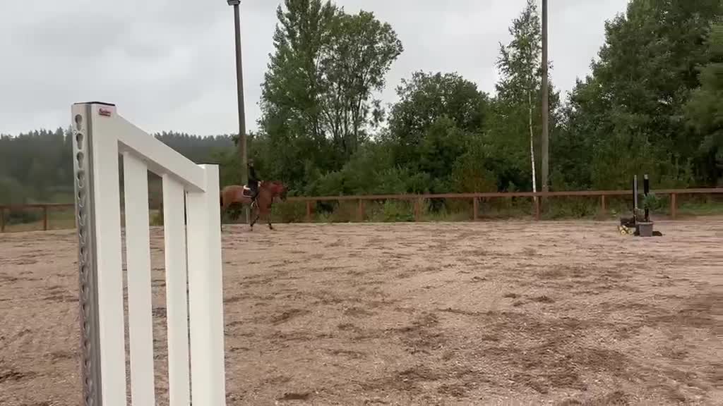 Hoppning hästar till salu: Lovande 5 årig FWB hopphäst säljes - Video 1