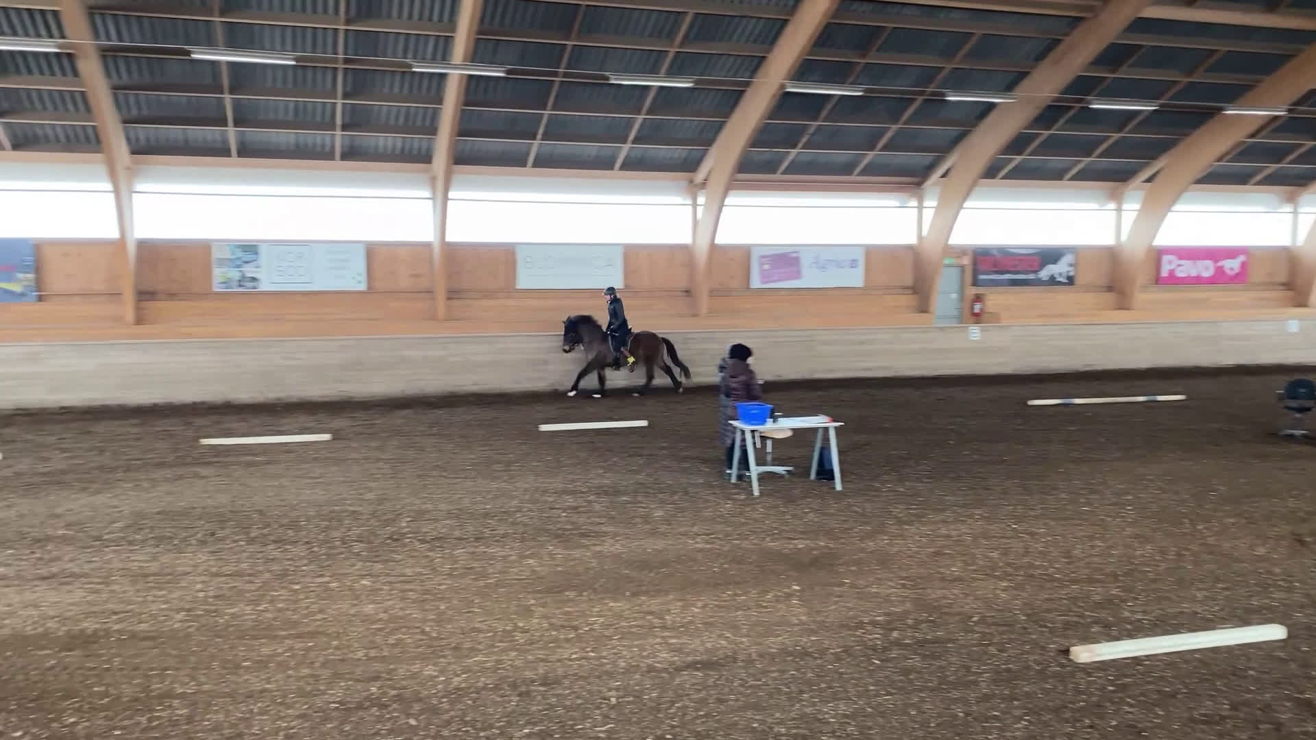 Island hästar till salu: Projekthäst - Video 3