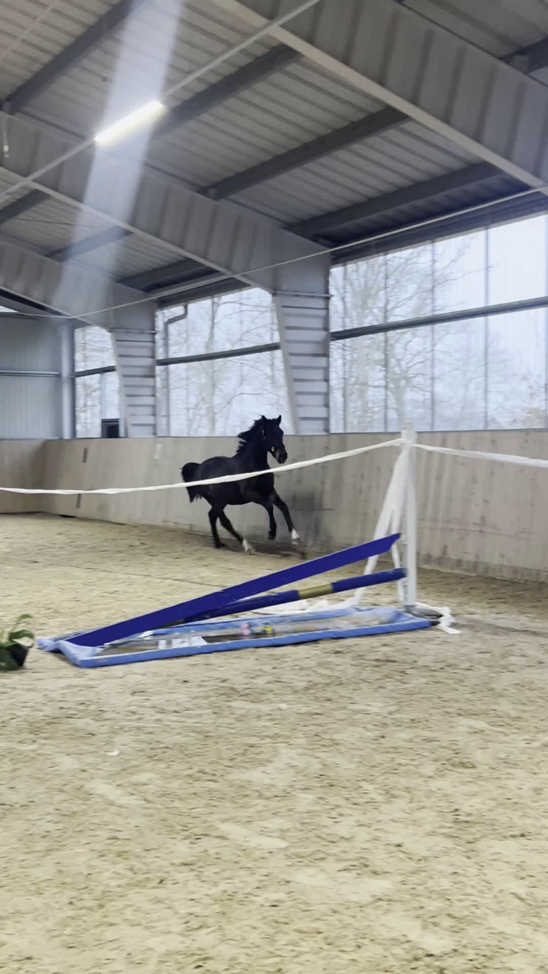 Dressyr hästar till salu: Snart 2-årig valack med fina gångarter i Jonstorp - Video 4