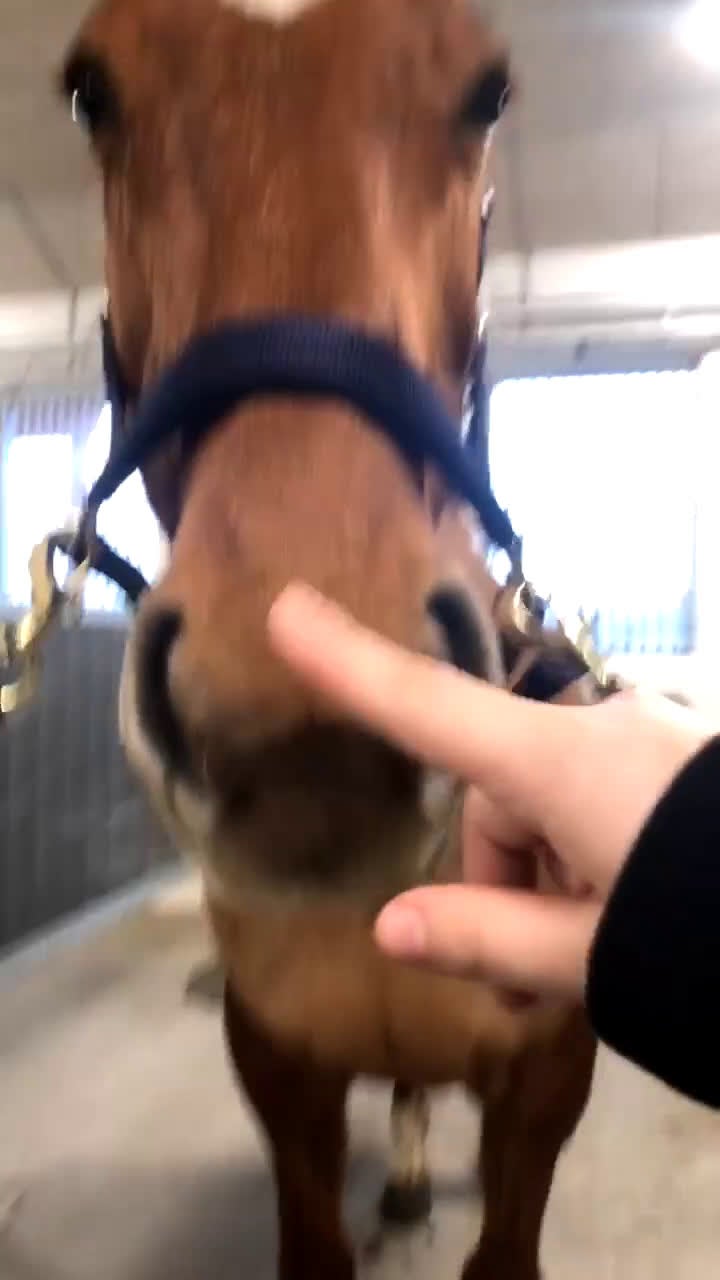  medryttarhäst sökes: Medryttare finnes! - Video 3