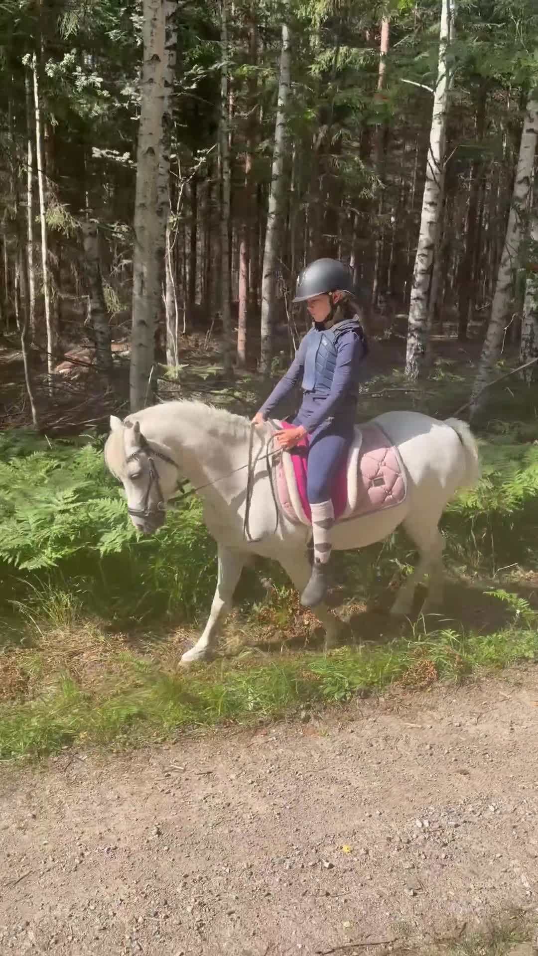 Allround hästar till salu: Welsh Mountain-valack född 2016 i Avesta - Video 1