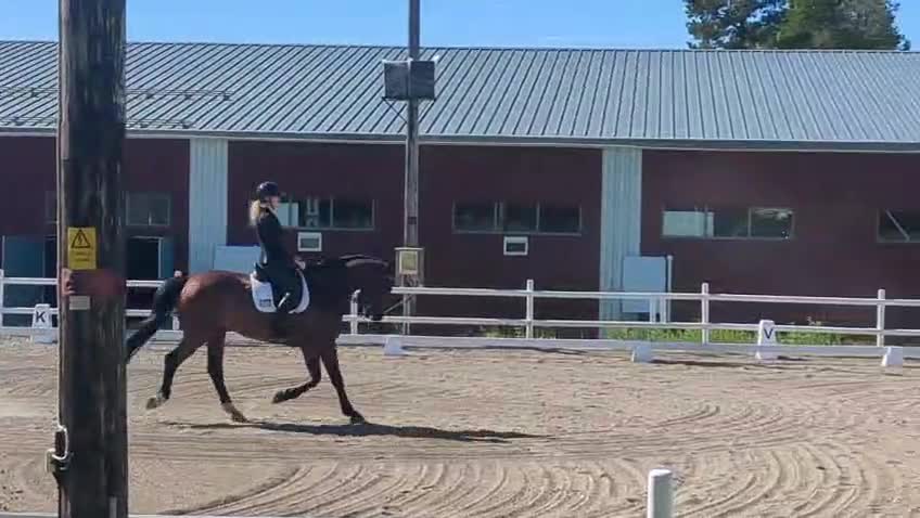 Allround hästar till salu: En gentleman med stort hjärta  - Video 3