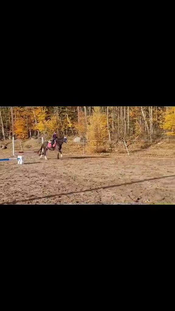  medryttarhäst finnes: Medryttare sökes ! till barnPonny  i Blekinge i Karlshamn - Video 1