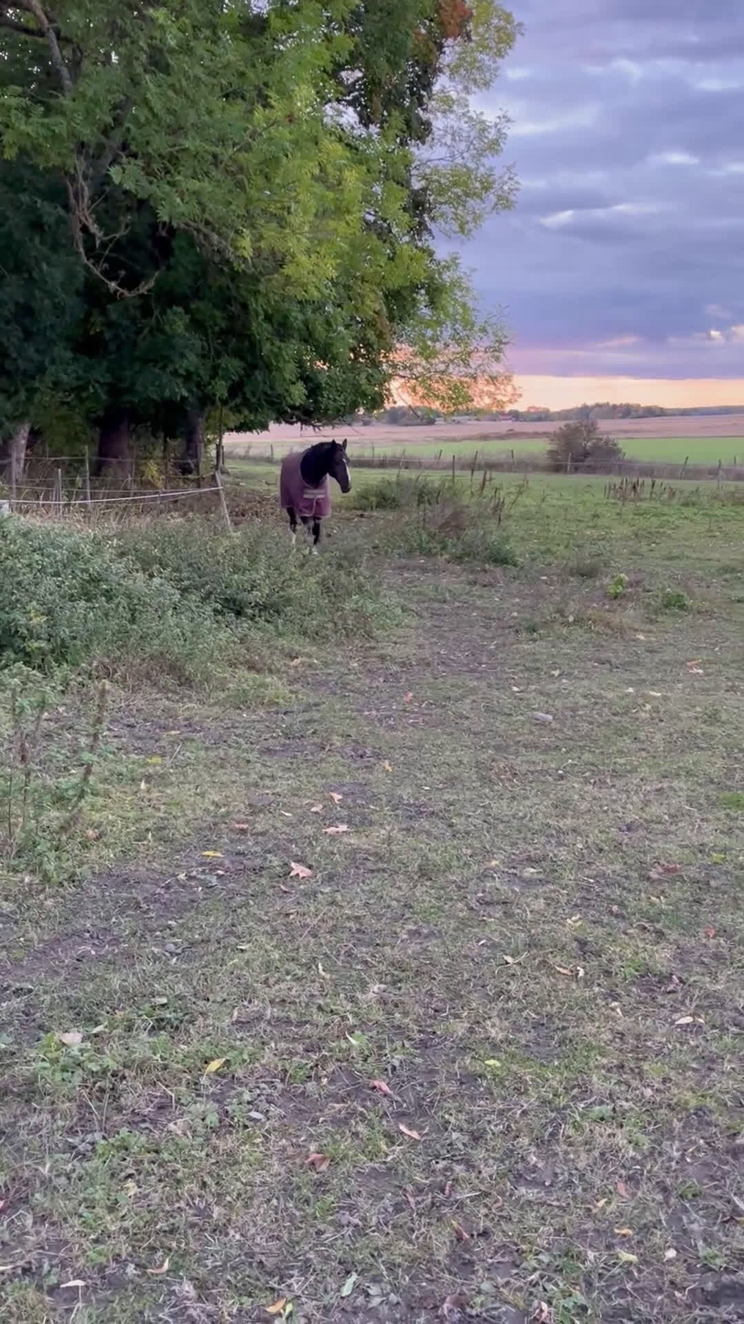 Allround hästar till salu: Skogsmulle/hobby - Video 1