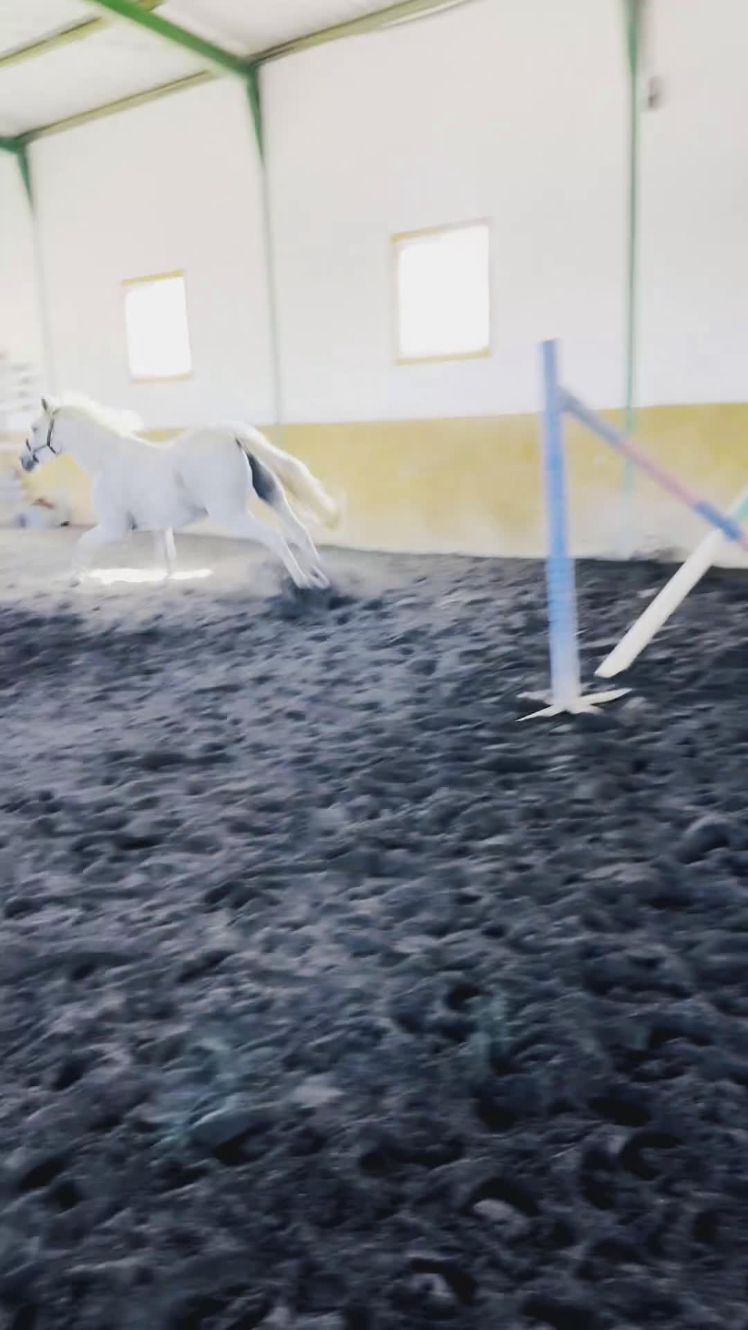 Dressyr hästar till salu: Vacker PRE valack i Conil de la Frontera - Video 2