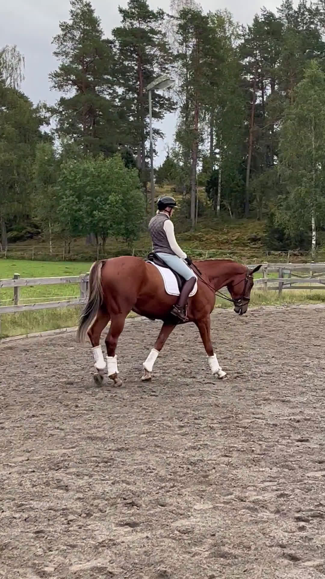 Dressyr hästar till salu: Unghäst med underbart temperament  i Rimbo - Video 5