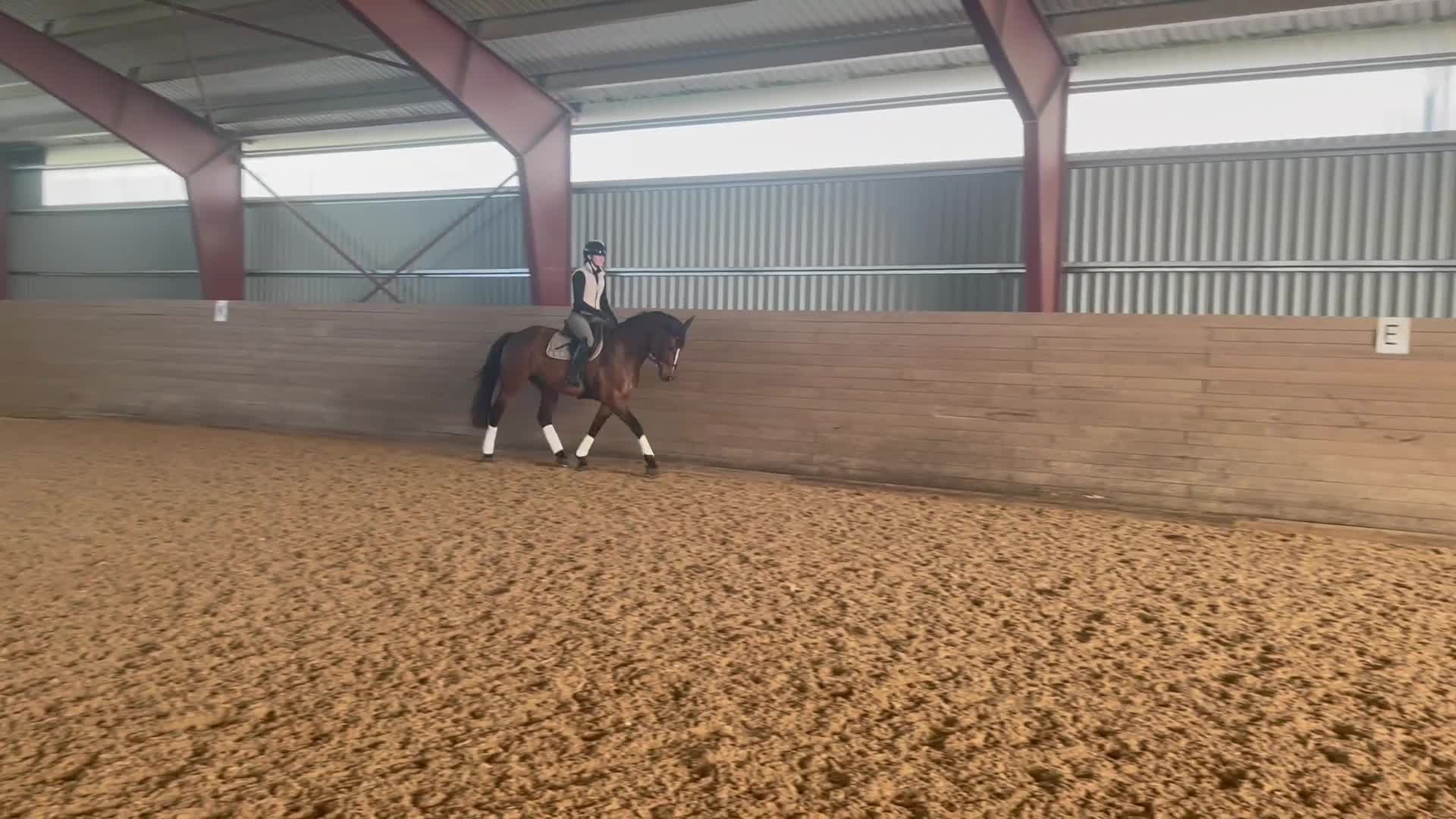 Allround hästar till salu: Trevlig allroundhäst - Video 1