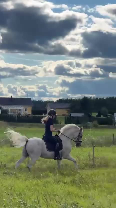 Dressyr hästar till salu: FEI DRESSAGE SCHOOLMASTER PONY for sale - Video 3