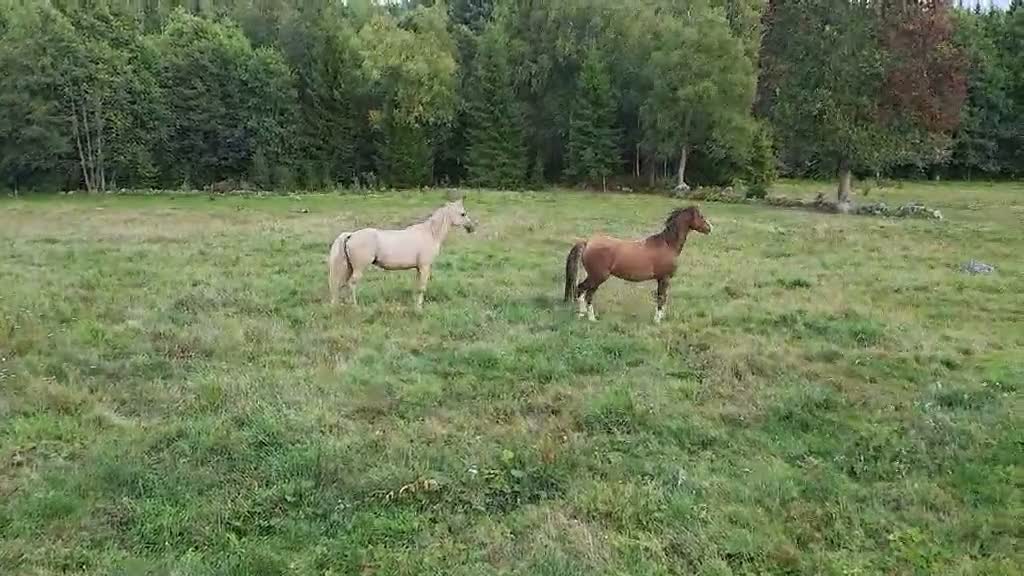 Allround hästar till salu: Trevlig unghäst med bra stam ⭐️ - Video 1