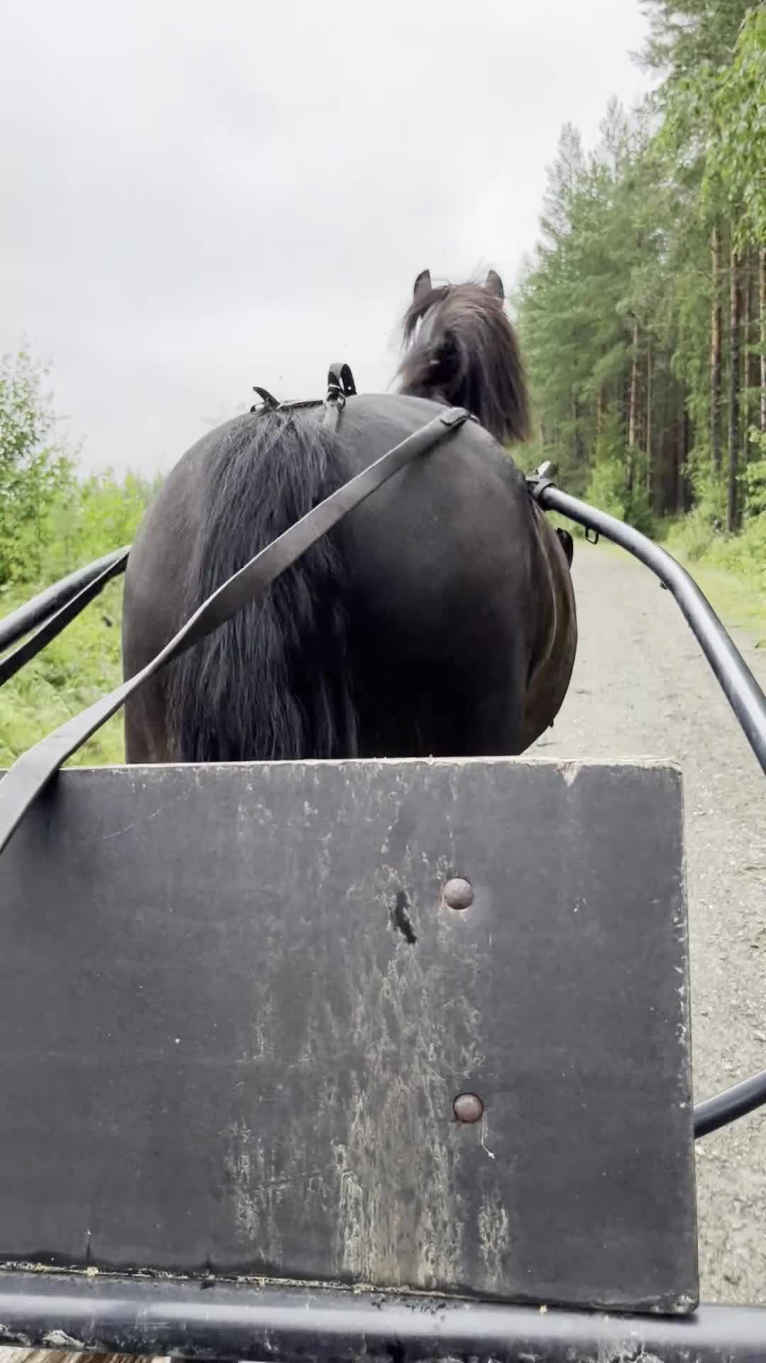 Allround hästar till salu: Sällskaps/Hobbyhäst för den som gillar fart! - Video 2