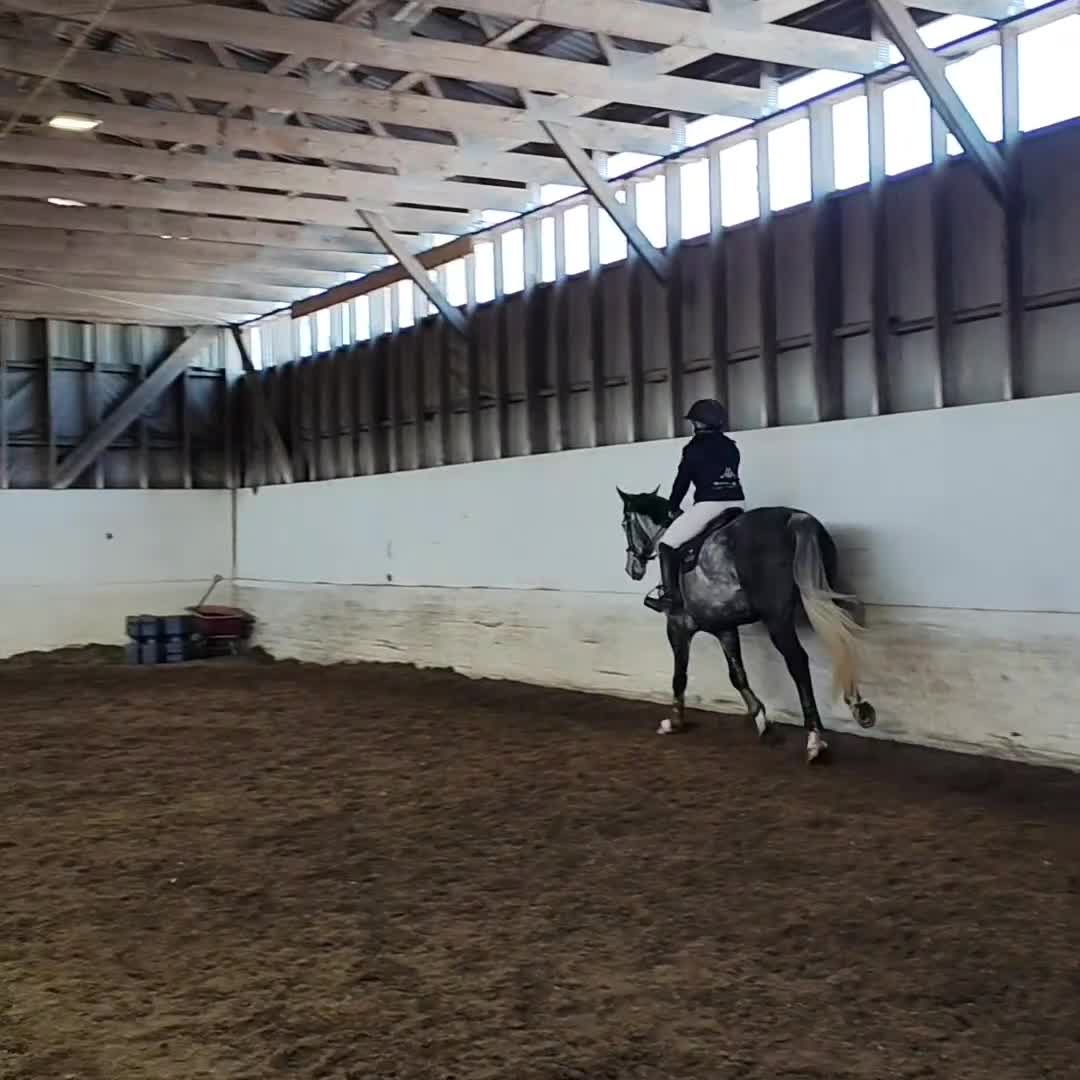 Allround hästar till salu: Diero Lux N-Cardento-Ircomarco, projekt  - Video 2