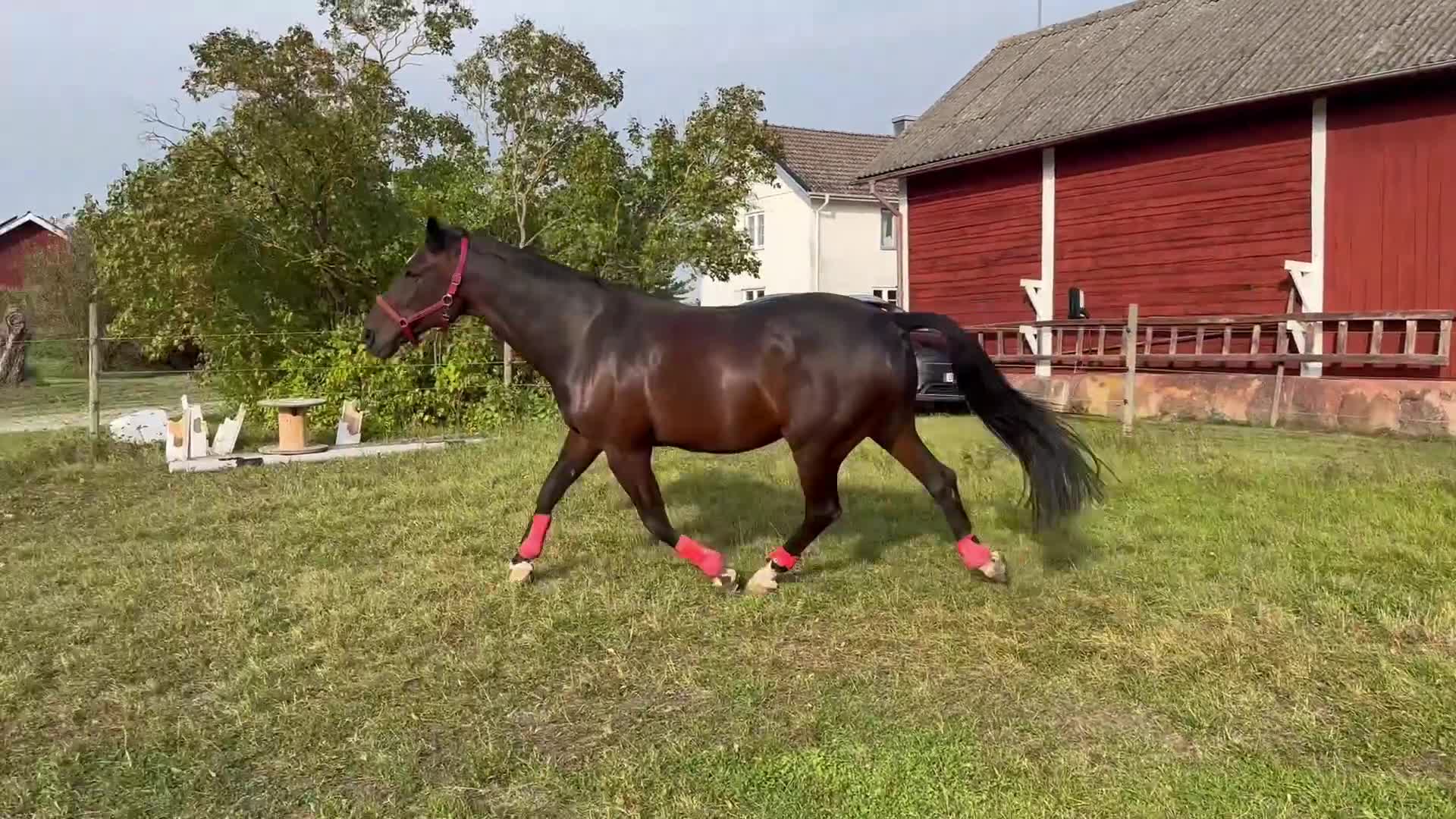 Sällskap hästar till salu: Ture söker nytt hem - Video 1