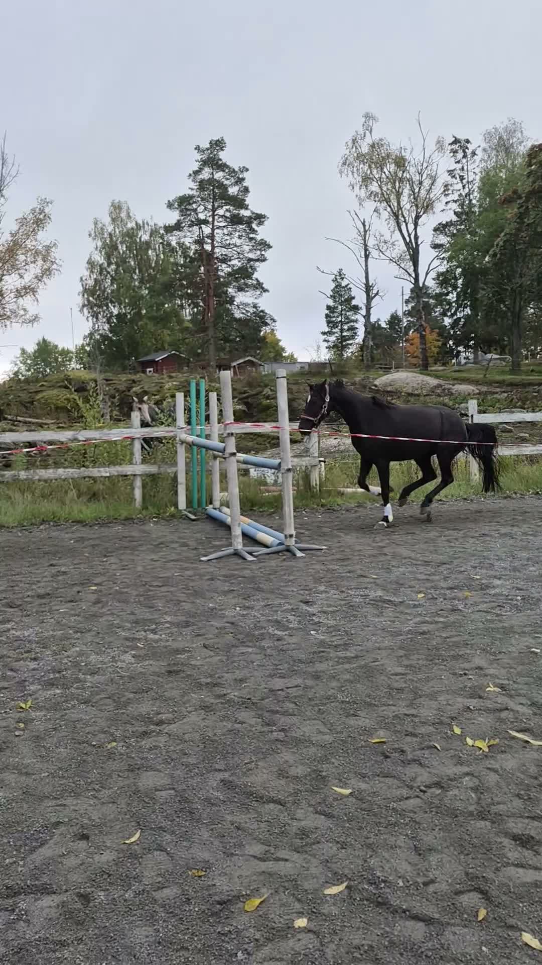 Hoppning hästar till salu: Multitalang - Video 1