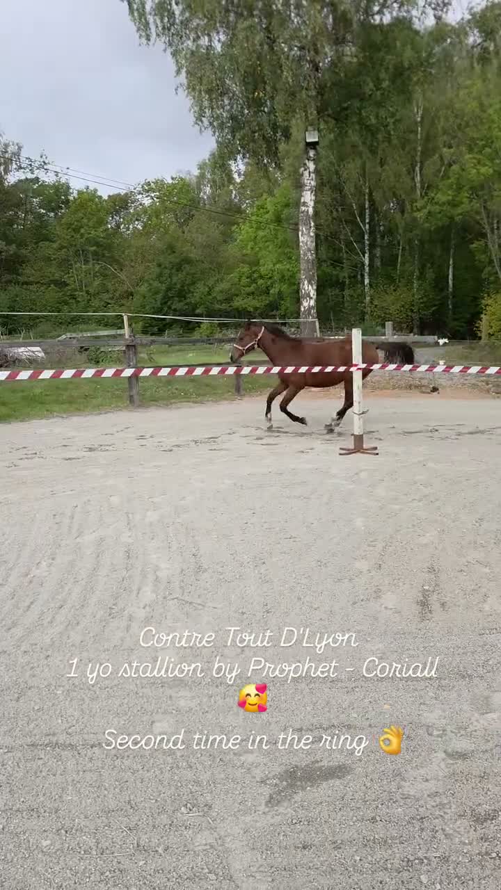 Hoppning hästar till salu: Riktigt bra unghästar till lågt pris - Video 2