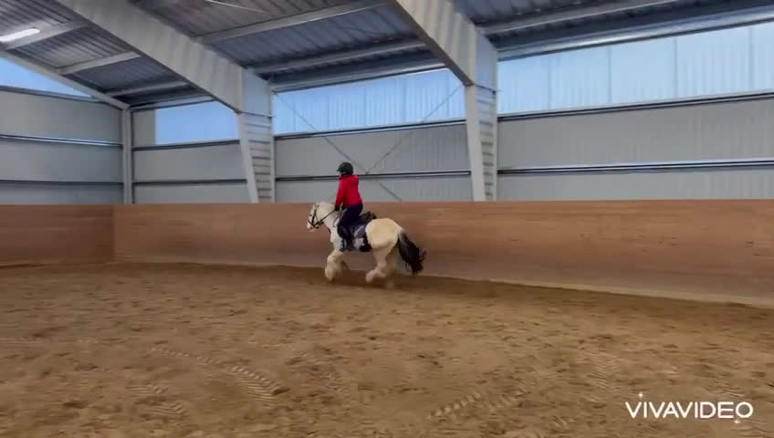 Allround hästar till salu: Världens gulligaste ponny!  - Video 4