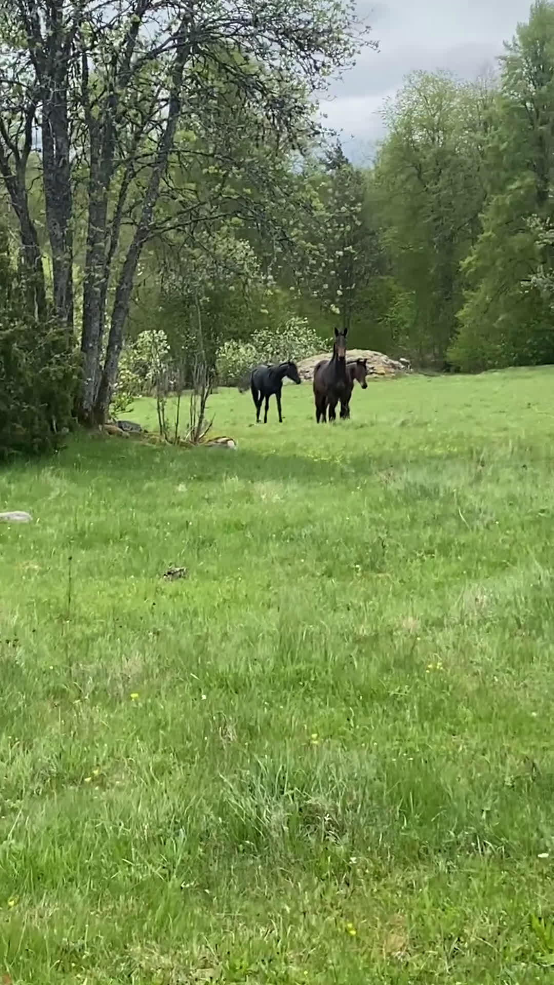 Hoppning hästar till salu: Unghäst för sporten✨ i Broakulla - Video 3