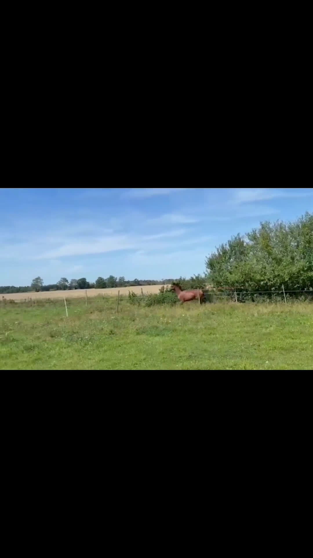 Hoppning hästar till salu: 🌟 Vackert D-ponny sto med utstrålning 🌟 - Video 4