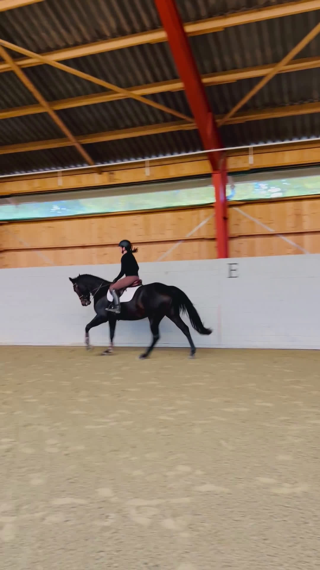 Allround hästar till salu: FYND! Trevlig allroundhäst! i Broby - Video 2