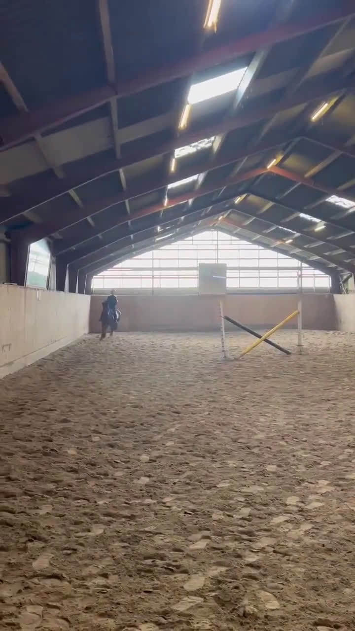 Hoppning hästar till salu: Ponyen du kan nå til de høje klasser med  - Video 4