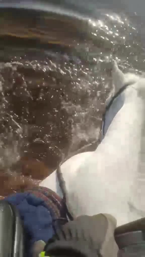 Dressyr hästar till salu: Välutbildad läromästare söker kärleksfullt hem - Video 3