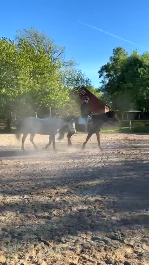 Allround hästar till salu: Sötnöt med hjärta av guld⭐️🥹 - Video 1