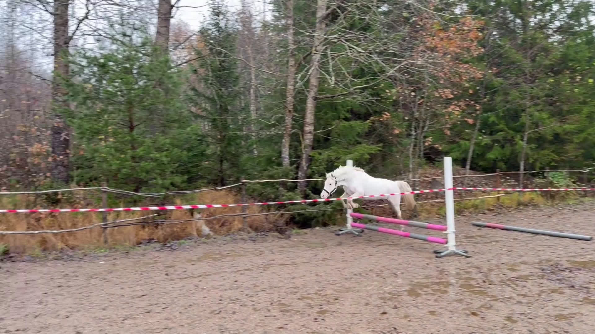 Allround hästar till salu: Häftig allroundponny, även inkörd! - Video 1