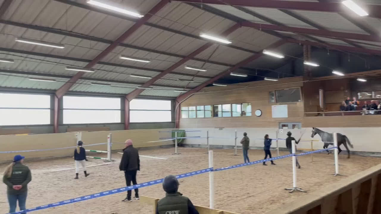 Hoppning hästar till salu: Toppstammad valack  - Video 2