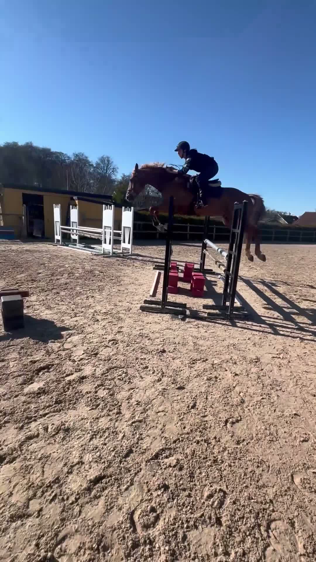 Hoppning hästar till salu: Mycket trevlig valack  - Video 1