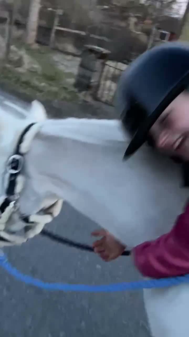 Allround hästar till salu: Läromästare med utstrålning - Video 4