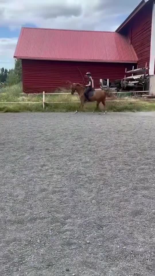 Dressyr hästar till salu: Fantastisk allround ponny med inriktning dressyr - Video 4