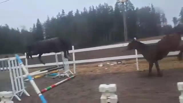 Hoppning hästar till salu: Fantastiskt treårssto med hjärta av guld! - Video 2