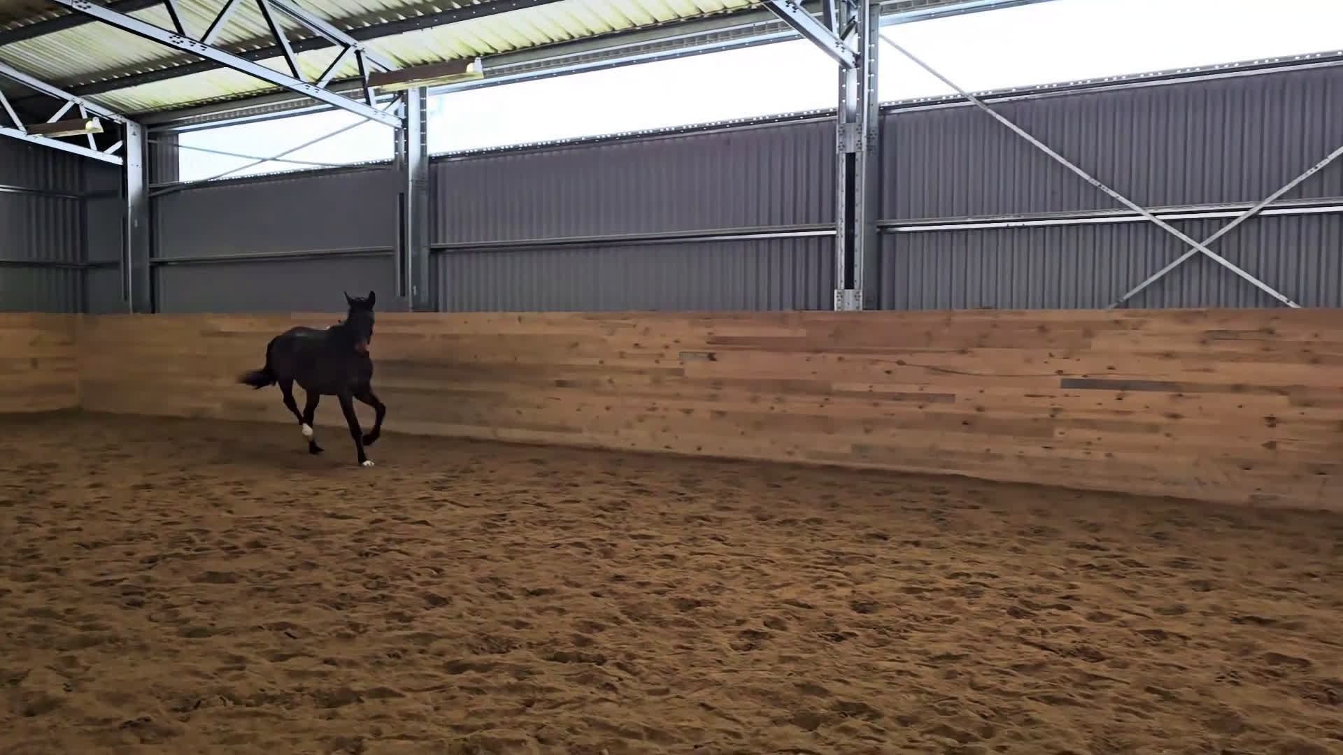 Dressyr hästar till salu: Utrycktsfullt sto med toppstam - Video 2