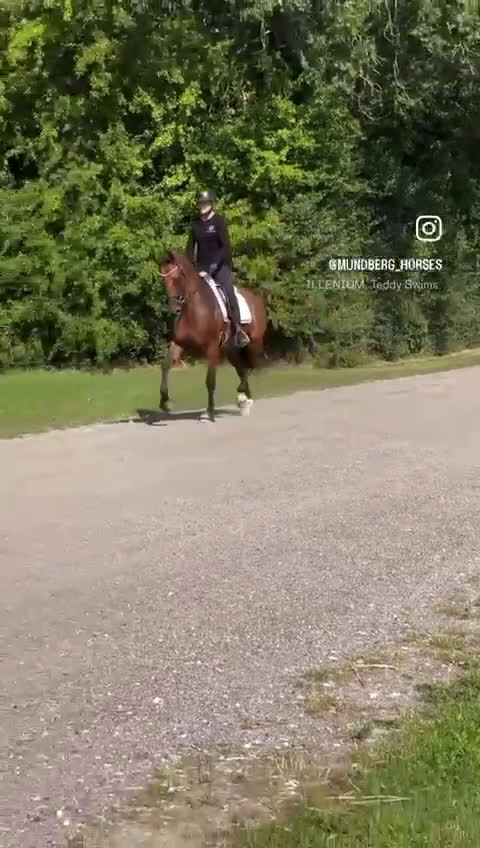 Dressyr hästar till salu: HAVE A BID…. Future star.. Good price!  i Hårlev - Video 1