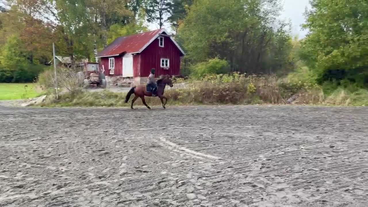 Hoppning hästar till salu: Fantastisk Dponny med hjärta och potential  - Video 2