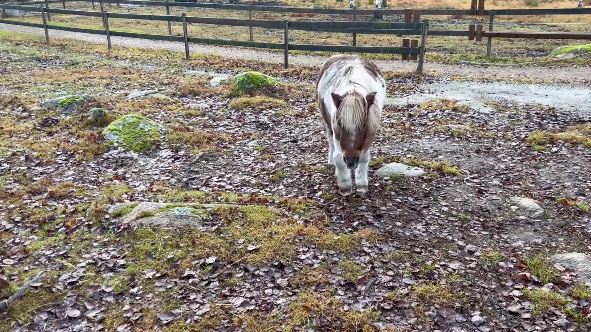 Allround hästar till salu: Bästa lekfarbrorn  i Svenljunga - Video 1