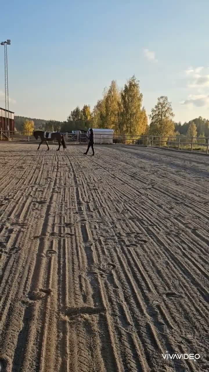 Allround hästar till salu: Rolig kompis  - Video 2