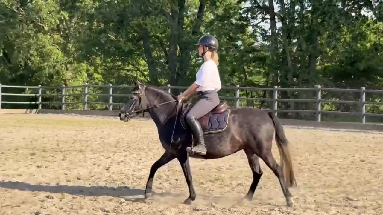 Allround hästar till salu: Welsh partbred i Västra Torup - Video 1