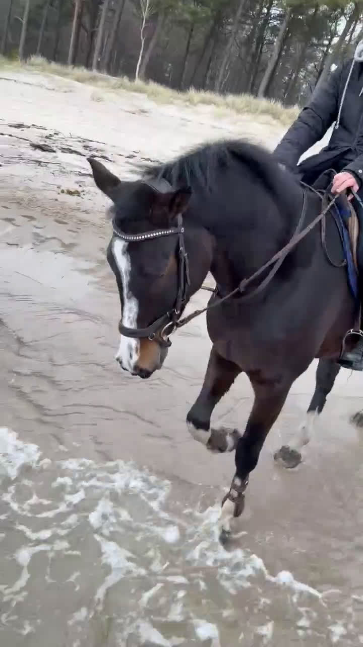 Hoppning hästar till salu: Supertrevlig 5 åring  - Video 2