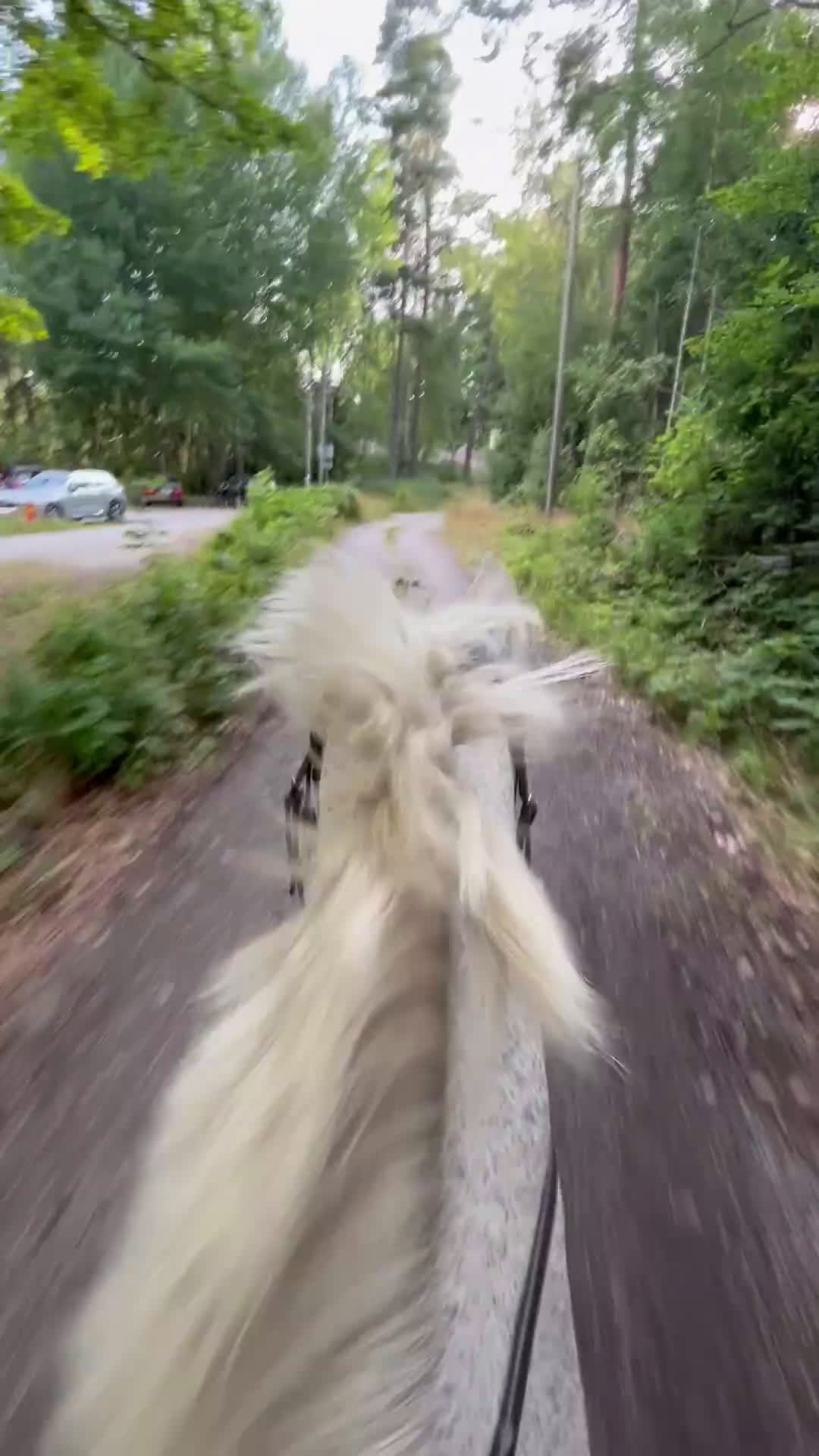  foderhäst finnes: Söker fodervärd  - Video 2